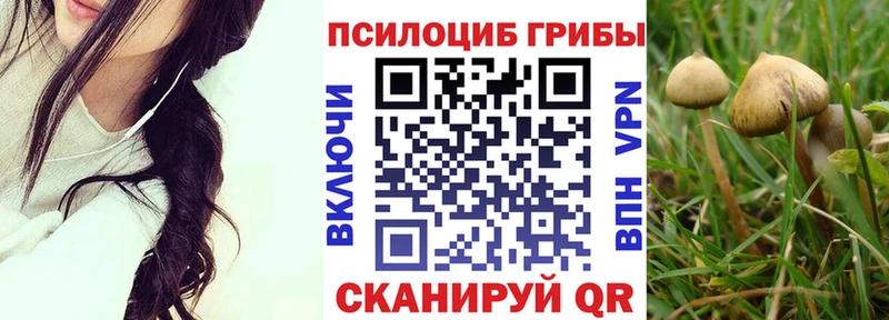 Галлюциногенные грибы Psilocybe  Балей 